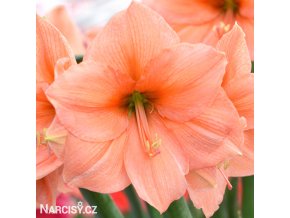 oranžový hvězdník amaryllis rilona 1