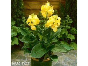 zluta Dosna Cannova Yellow 6