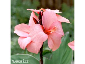 ruzova dosna canna mango 1