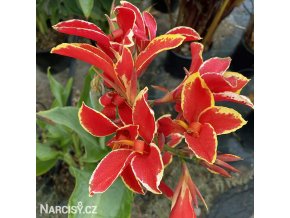 cerveno zluta canna dosna lucifer 1