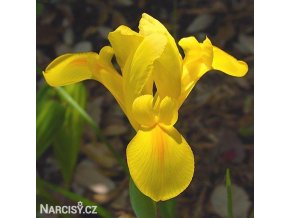 žlutý kosatec iris golden beauty 1