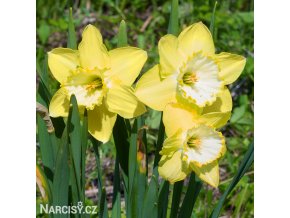 žlutobílý narcis st patricks day 1