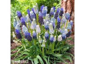 modřenec směs barev muscari mix 5