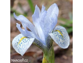 bledě modrý kosatec katharina iris reticulata 1