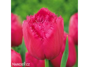 ruzovy trepenity tulipan burgundy lace 1