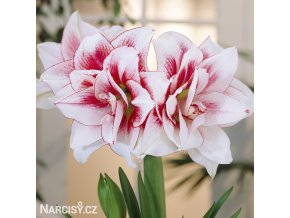 bíločervený hvězdník amaryllis elvas 1