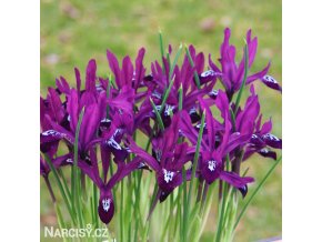 fialový kosatec pauline iris reticulata 1
