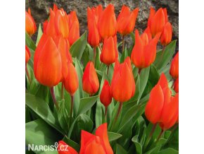 cerveny tulipan praestans fusilier 1