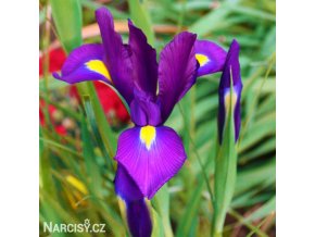 fialový kosatec iris purple sensation 1
