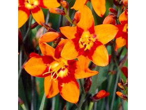 Crocosmie Emily McKenzie 02