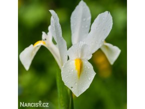 bílý kosatec white iris hollandica 1