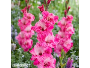 ruzovy mecik gladiolus hugo 1