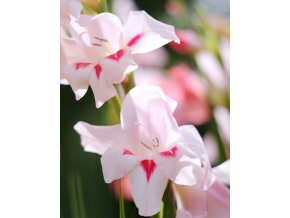 Gladiol Elvira 05