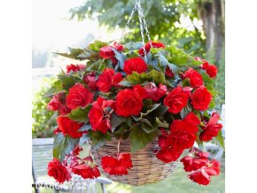 cervena plnokveta begonie previsla 1