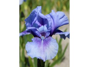 Iris bedtime story 01