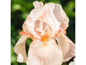 Iris constant wattez 02