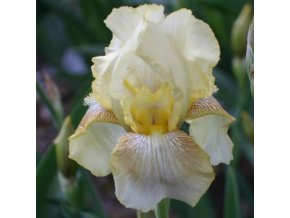 Iris dawn of fall 01