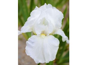 Iris Immortality 04