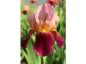 Iris - Indian Chief  Germanica