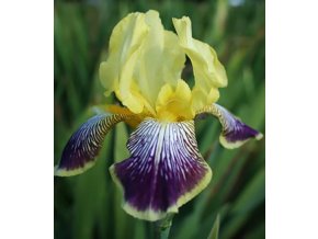 Iris nibelungen 04