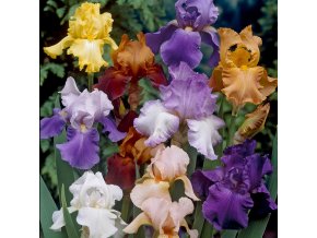 Iris Germanica Mix 01