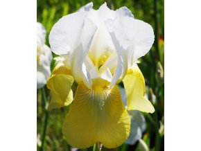 Iris Pinnacle 01