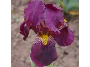 Iris red orchid 02