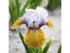 Iris hocus pocus 02