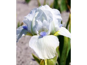 Iris Westar 02