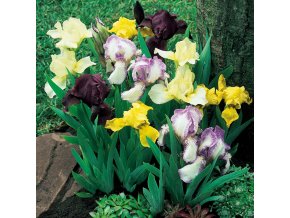 Iris pumila mix 01