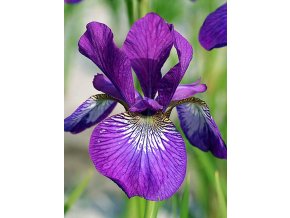 Iris Wine Wings 02