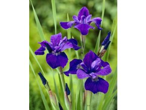 Iris Ceasars Brother 02