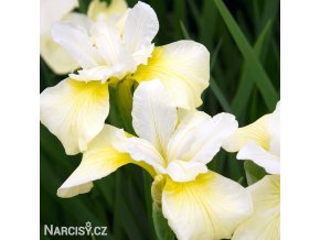 bilozluty iris sibirsky kosatec butter and sugar 1