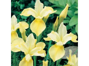 Iris Butter & Sugar 01