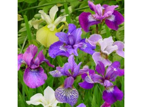 Iris Sibirica Mix 02