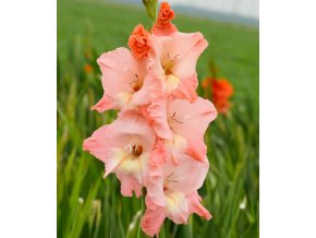 Gladiol Ben Venuto 01