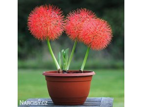 krvokvet Scadoxus multiflorus 3