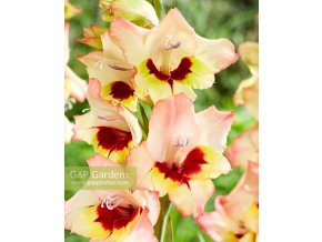 Gladiol Louise 02