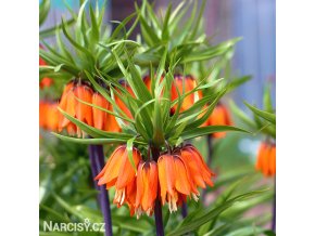 oranžový řebčík fritillaria aurora 1