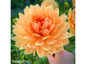 oranzova jirina rancho 2