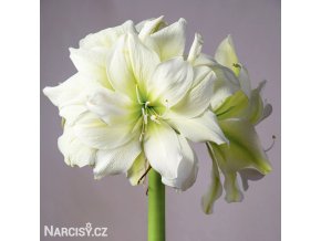 bílý plnokvětý hvězdník amaryllis marylin 1