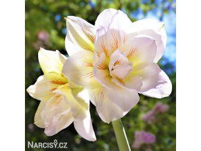 bíločervený hvězdník amaryllis nymph 1