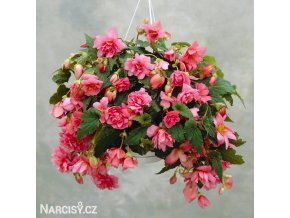 ruzova previsla begonie plnokveta 1