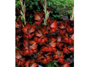 Gladiol Chocolate 03