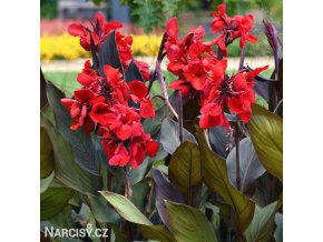 cervena Dosna Scarlet Bronze 2