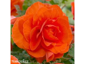 oranzova begonie plnokveta 1