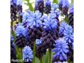 modřenec muscari latifolium 1