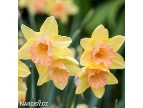 žlutorůžový narcis blushing lady 1