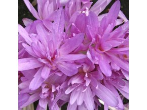 Colchicum Waterlily 1