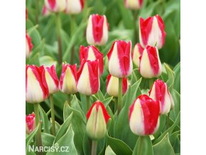 bilocerveny tulipan alectric 8